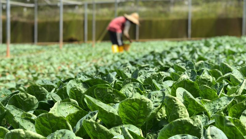 Nghệ An: Hàng nghìn tấn rau đến kỳ thu hoạch nhưng không có đầu ra