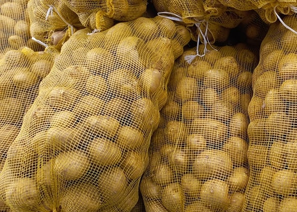 Nghệ An: Khoai tây được mùa được giá, nông dân phấn khởi 