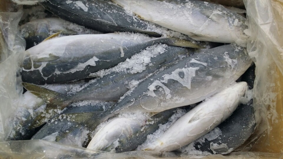 Nghệ An: Tôm, mực, cá trữ tại kho đông lạnh tới hàng nghìn tấn, không tiêu thụ được 