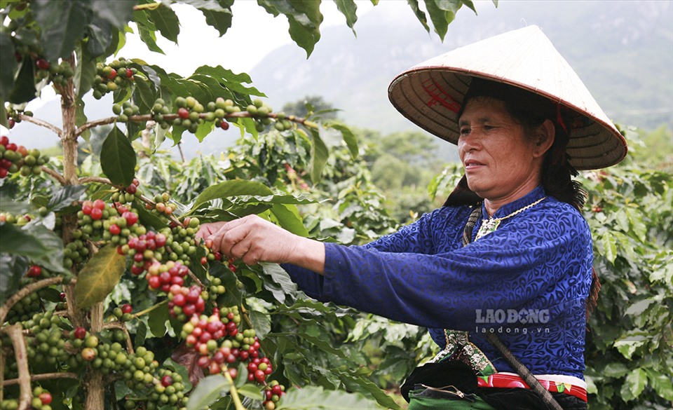 Nghịch lý: Cà phê được mùa, được giá nhưng nông dân 'khóc ròng'
