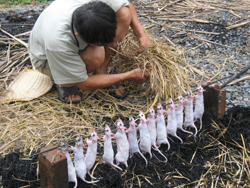 Người dân nô nức bắt Chuột đồng vào vụ thu hoạch lúa