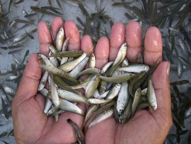 Nước lũ về muộn khiến cá linh non đầu nguồn khan hiếm, giá cao hơn mọi năm 60.000 - 70.000 đồng/kg