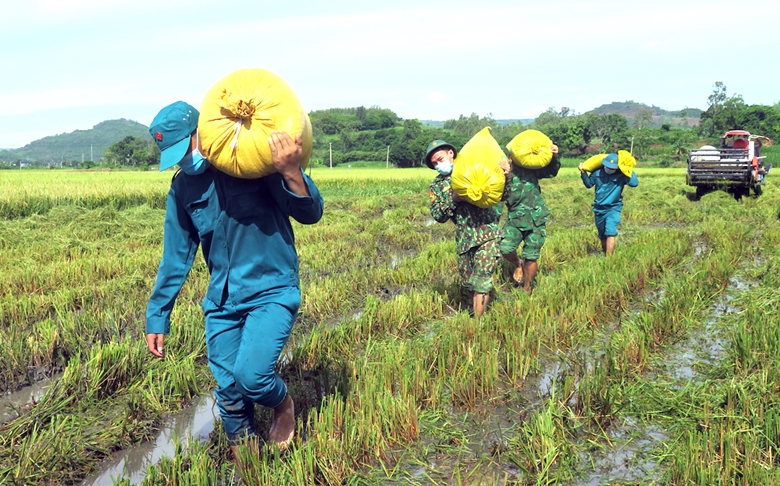 Phú Yên: Bộ đội hối hả giúp người dân vùng giãn cách gặt lúa