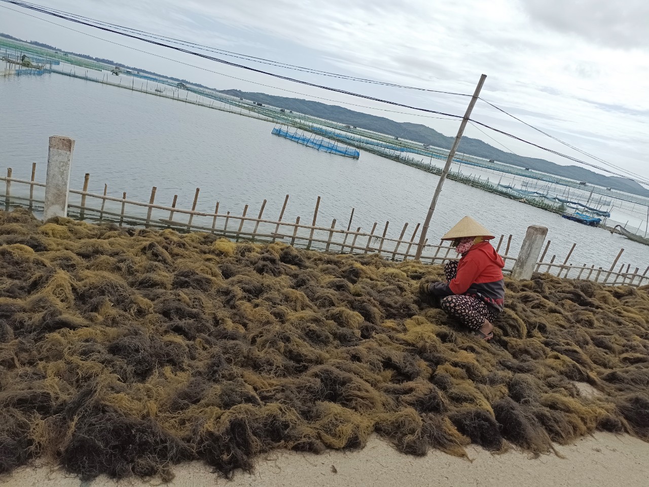 Phú Yên: Vào chính vụ khai thác Rau câu, ngư dân thu tiền triệu/ngày