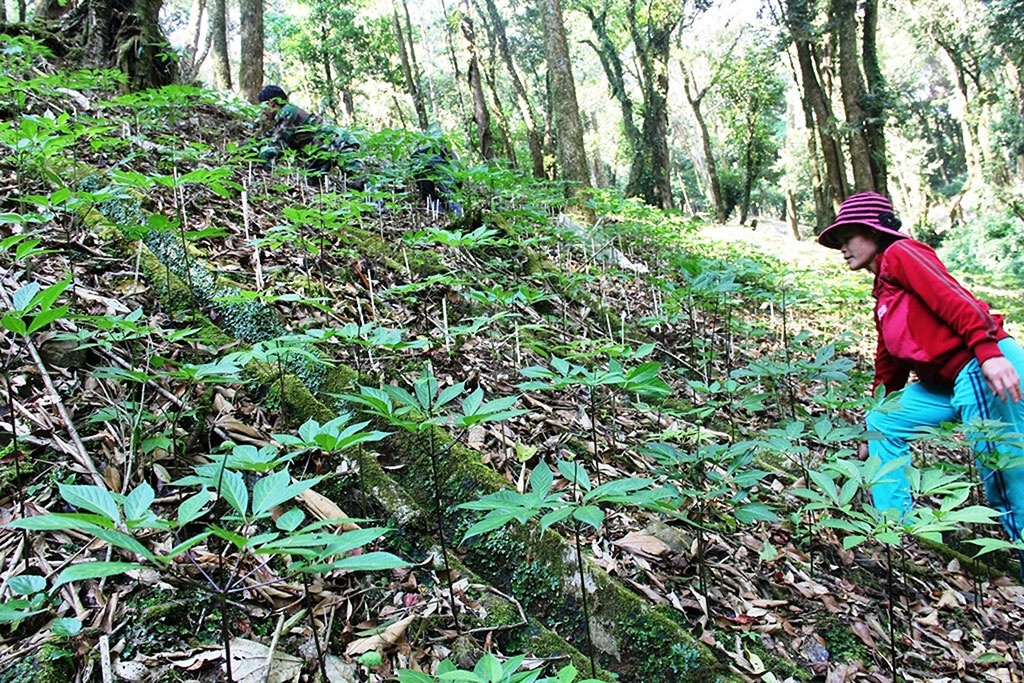 Quảng Nam: Siết chặt việc cho thuê môi trường rừng để trồng sâm Ngọc Linh