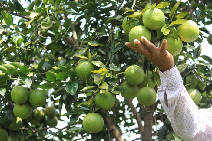 Quảng Trị: Nông dân tìm đầu ra cho hàng trăm tấn cam K4 