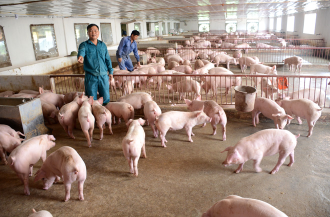 Quy trình nuôi an toàn tránh lây nhiễm sán lợn gạo