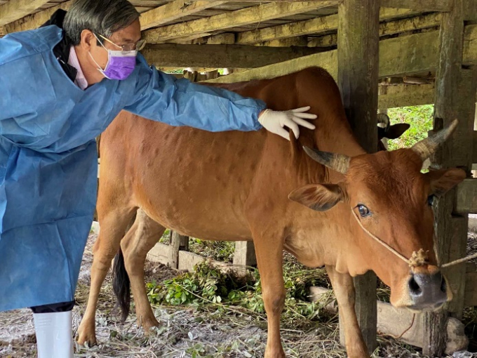 Tây Ninh: Dịch bệnh viêm da nổi cục lan rộng, UBND tỉnh chỉ đạo khẩn