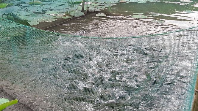 Tây Ninh: Nuôi cá lóc trong vèo (mùng lưới), sản lượng cao, nông dân lãi nửa tỷ đồng mỗi năm