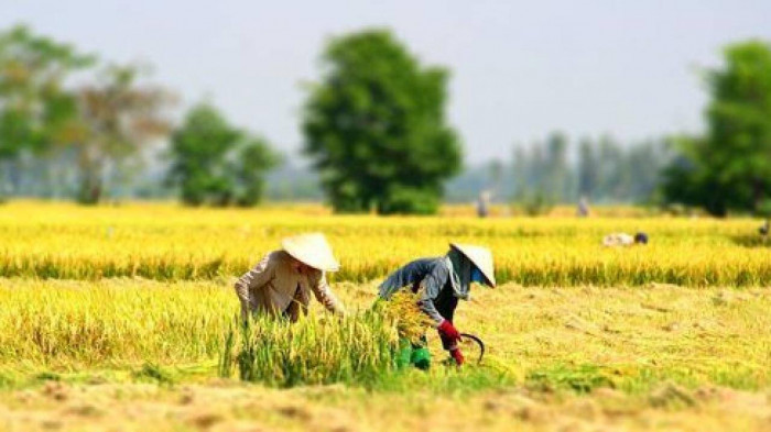 Thanh Hoá: Người dân vùng giãn cách muốn ra đồng gặt lúa cần yêu cầu gì? 