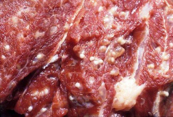 Thịt lợn có 5 dấu hiệu này tuyệt đối không mua kẻo rước bệnh về nhà 