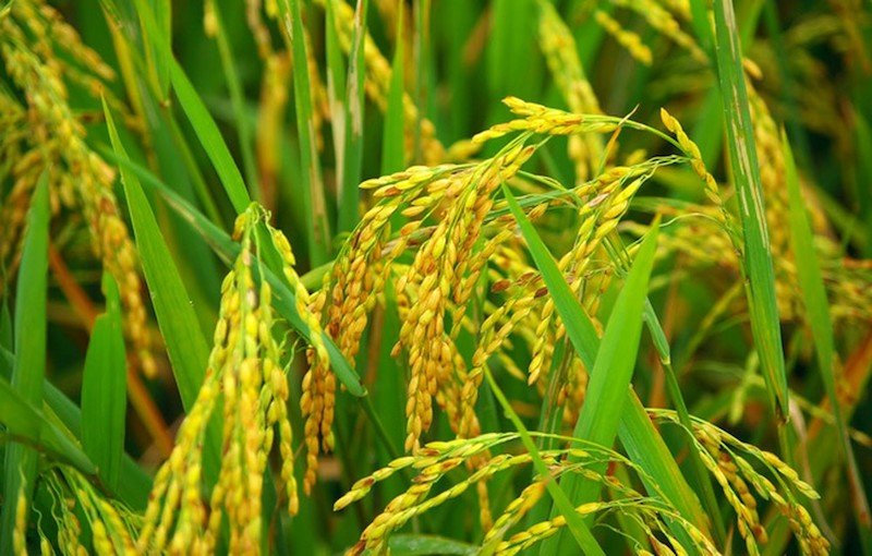Thừa Thiên Huế: Hợp tác xã kêu gọi hỗ trợ tìm đầu ra cho 70 tấn lúa hữu cơ