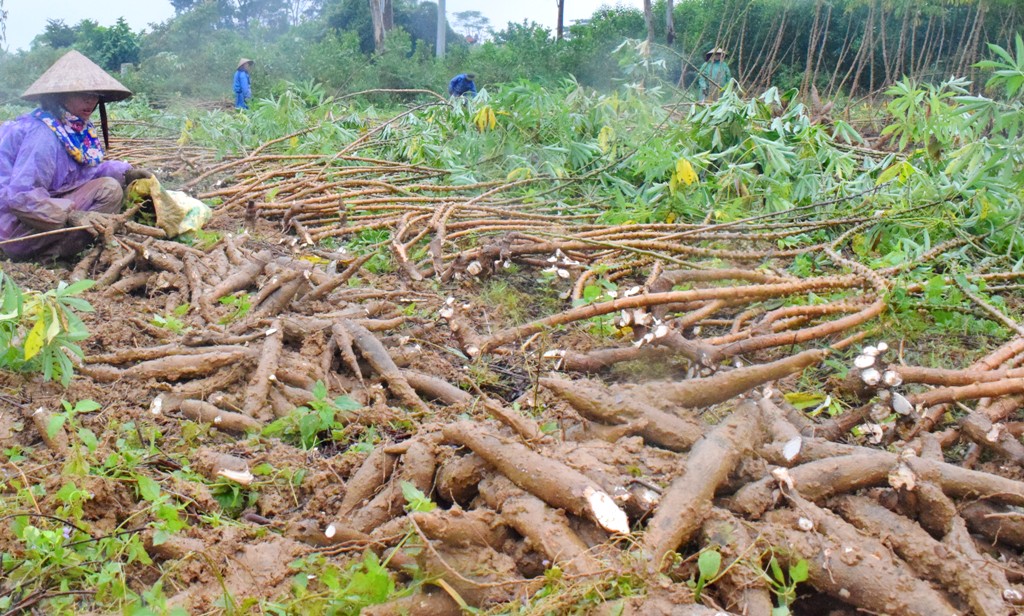 Thừa Thiên Huế: Nhanh chóng thu hoạch sắn trước mùa mưa lũ, đảm bảo giống chất lượng cho vụ mùa 2022
