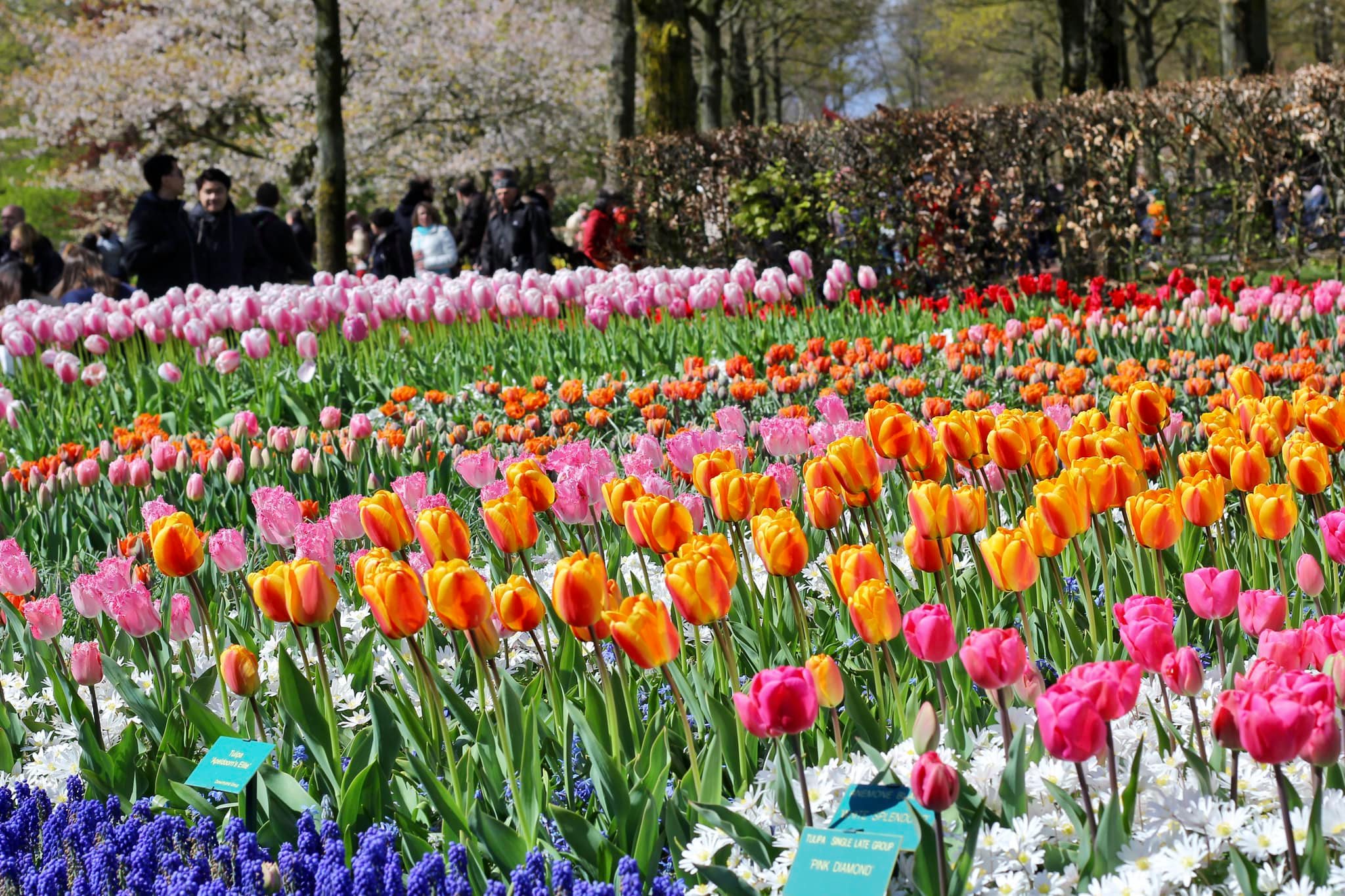 Trải nghiệm lần đầu đến Hà Lan ngắm hoa tulip nở rực rỡ