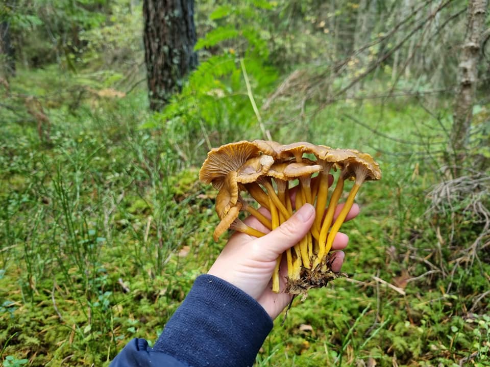 Trải nghiệm lần đầu đi hái nấm trong rừng Thụy Điển vào mùa thu