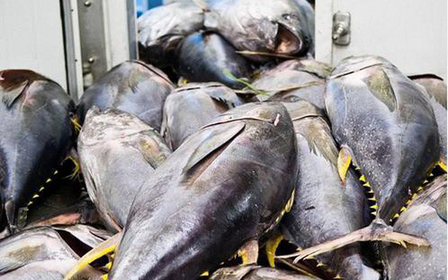 Trung Đông là thị trường tiềm năng cho doanh nghiệp cá ngừ Việt Nam 