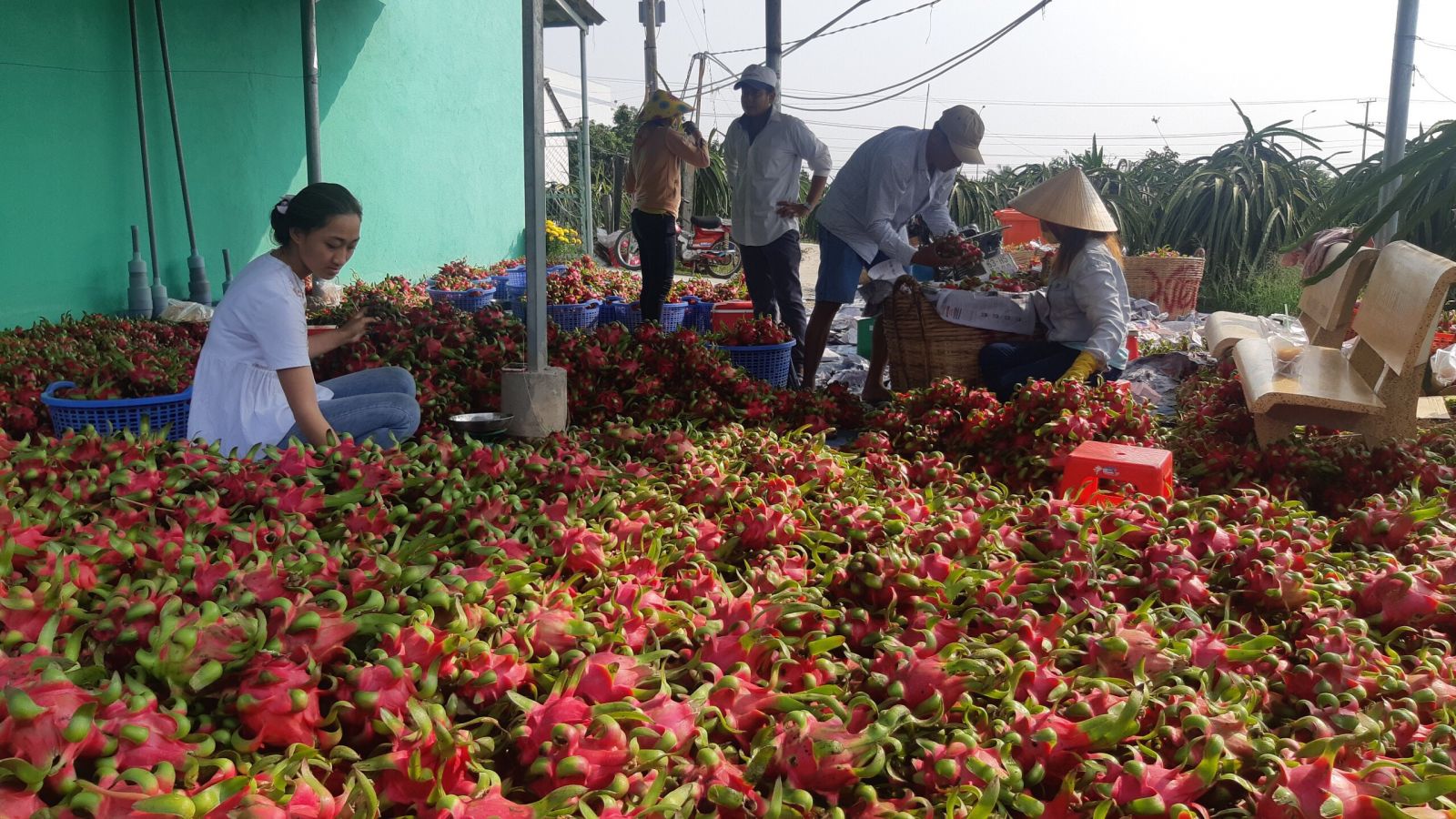 Trung Quốc dự định ngừng nhập khẩu dịp Tết, nông sản Việt Nam tìm đầu ra 
