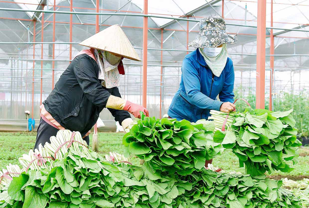 Vì sao rau xanh ở Tiền Giang khó tiêu thụ? 