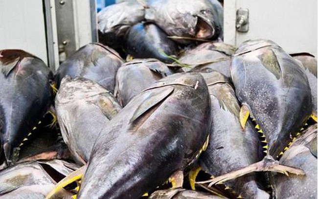 Xuất khẩu cá ngừ tăng khủng 2 tháng đầu năm 