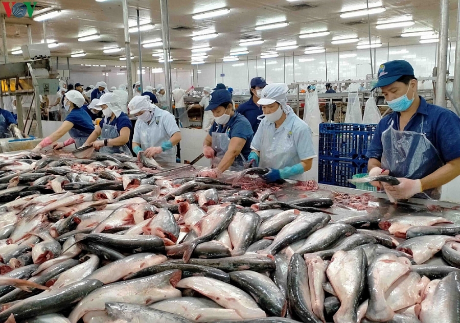 Xuất khẩu cá tra tháng 8 giảm mạnh dù nhu cầu thị trường tăng 