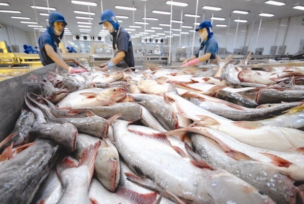 Xuất khẩu cá tra hồi sinh, tăng mạnh ở các thị trường trọng điểm  