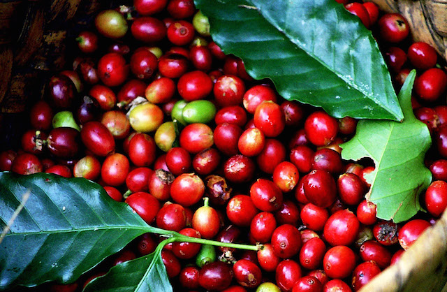Giá cà phê hôm nay 31/10: Tăng 600 đồng/kg, hai sàn thế giới cũng tăng mạnh 