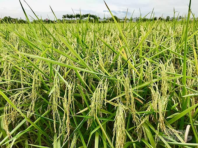 Giá nông sản hôm nay 1/3: Giá lúa và ngũ cốc tăng 