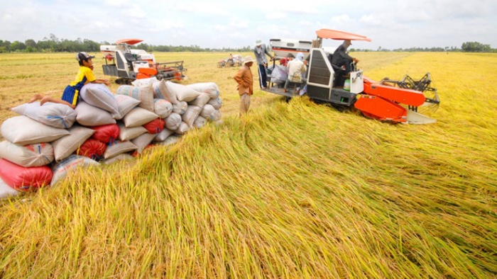 Giá lúa gạo hôm nay 2/9 tăng - Ảnh: Internet