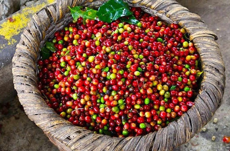 Giá cà phê hôm nay 19/11: Lao dốc trên cả hai sàn robusta và arabica