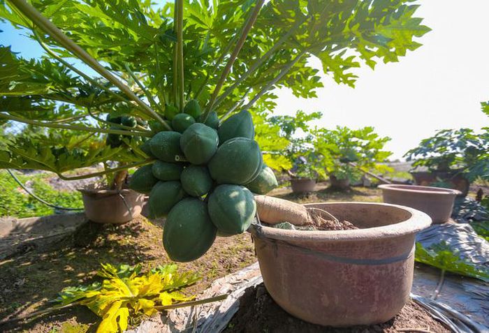 Cây đu đủ bonsai nặng trĩu quả hút khách dịp Tết Nguyên đán