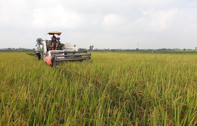 Nam Định: Nông dân phấn khởi được mùa lúa, năng suất cao nhất 5 năm 