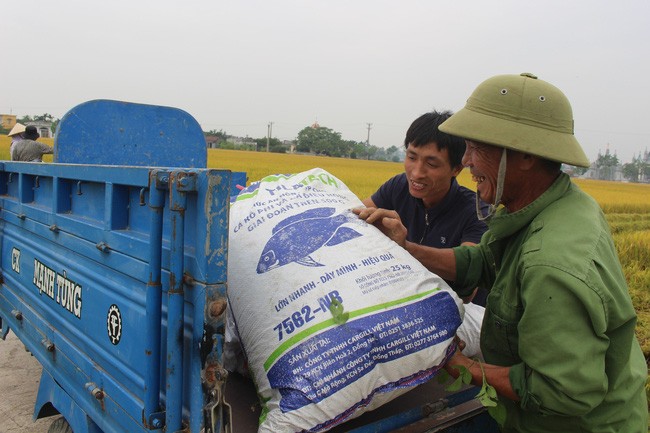 Nam Định: Nông dân phấn khởi được mùa lúa, năng suất cao nhất 5 năm 