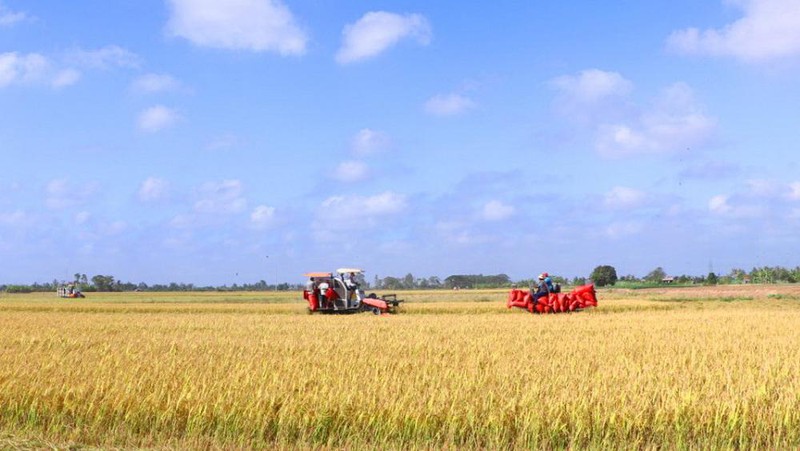 Không đủ máy gặt đập, Bạc Liêu yêu cầu tỉnh Hậu Giang và Sóc Trăng hỗ trợ thu hoạch lúa