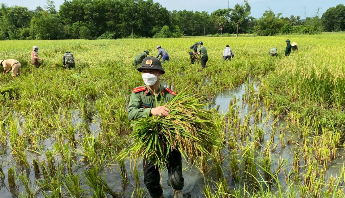 Các cán bộ chiến sĩ công an tranh thủ thời gian thu hoạch lúa - Ảnh: Internet