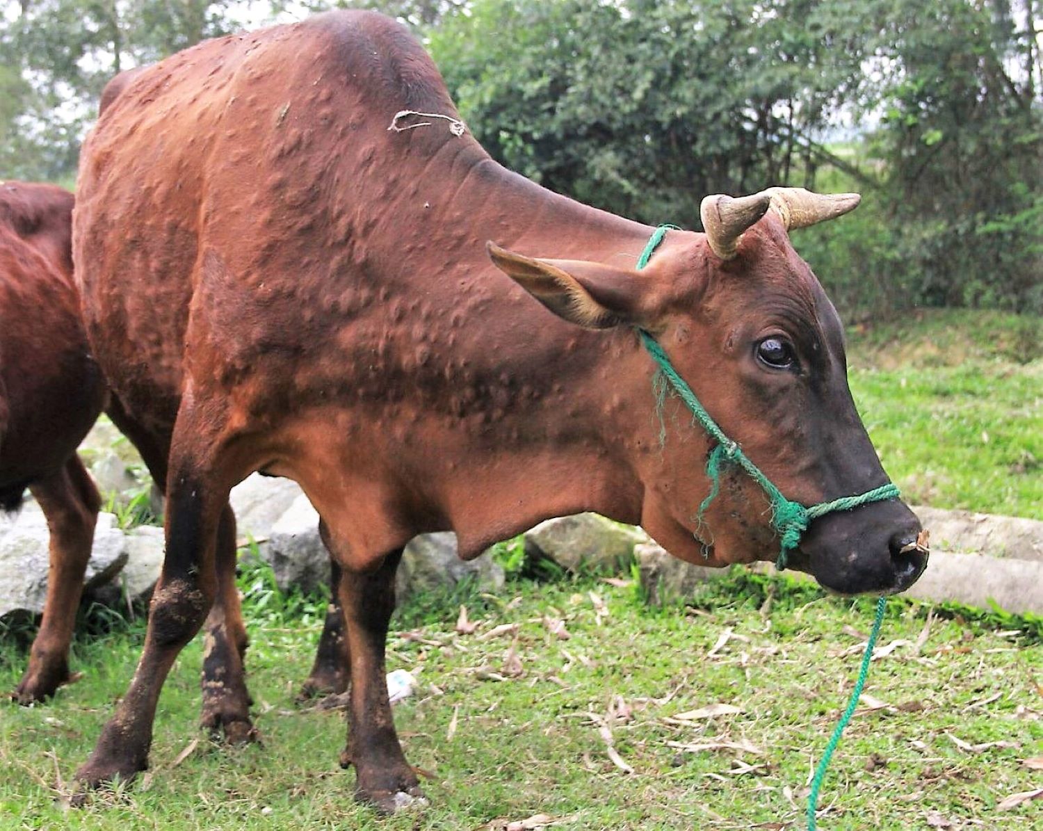 Bệnh viêm da nổi cục ở trâu, bò đang diễn biến phức tạp tại nhiều địa phương