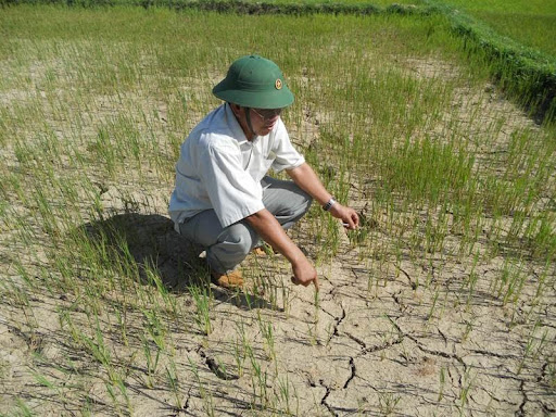 Hạn hán khiến gần 13.000 hộ dân Bình Định không thể sản xuất lúa theo kế hoạch