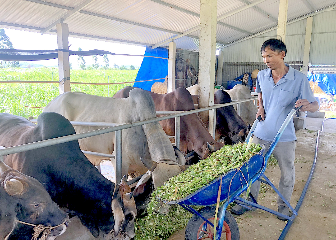 Gia trại nuôi bò của ông Nguyễn Xuân Tùng