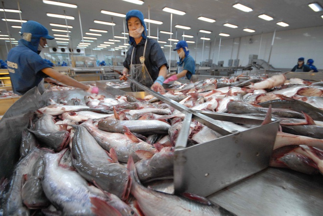 Cá tra tăng giá so với năm 2020, người nuôi vẫn lỗ 