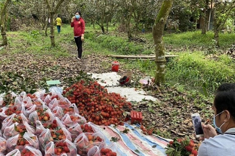 1.385 tấn chôm chôm chín đỏ đầy vườn, la liệt tôm càng xanh nằm ao, nông dân Bến Tre mong ngóng được tiêu thụ