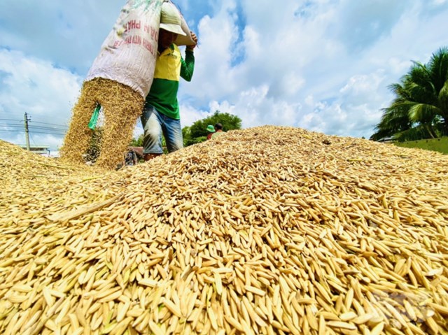 Doanh nghiệp vào thu mua lúa giảm 50% so với cùng kỳ năm 2020