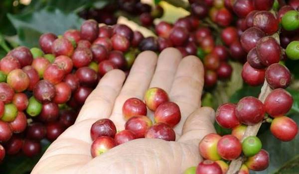 Giá cà phê hôm nay 2/9 tiếp tục chứng kiến mức tăng mạnh mẽ của robusta