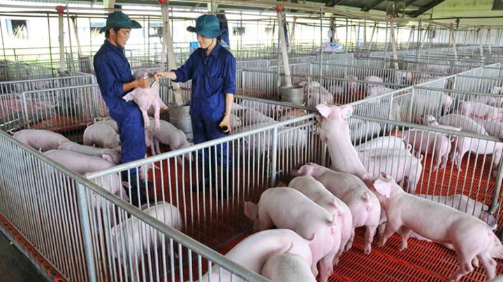 Giá lợn hôm nay 25/8 giảm nhẹ ở một số tỉnh, thành