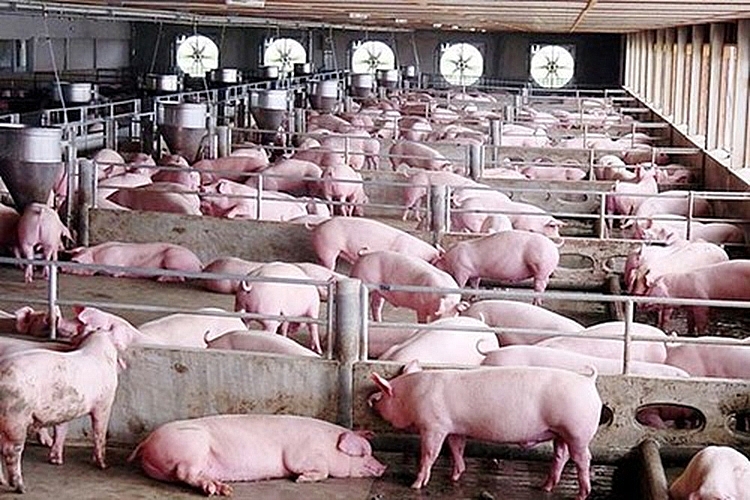 Giá lợn hơi hôm nay 28/8 giảm rải rác ở một số địa phương