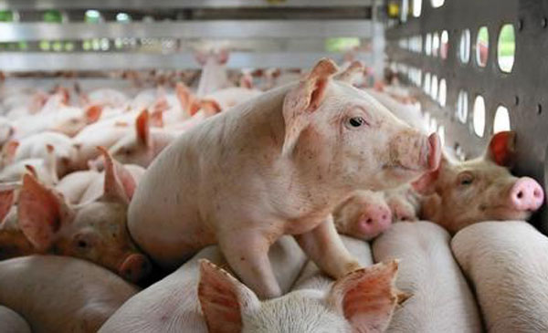 Giá lợn hơi hôm nay 29/8 duy trì ổn định tại các địa phương