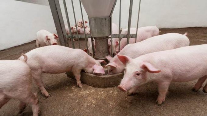 Giá lợn hôm nay 4/9 đi ngang ở hầu hết các địa phương trên cả nước