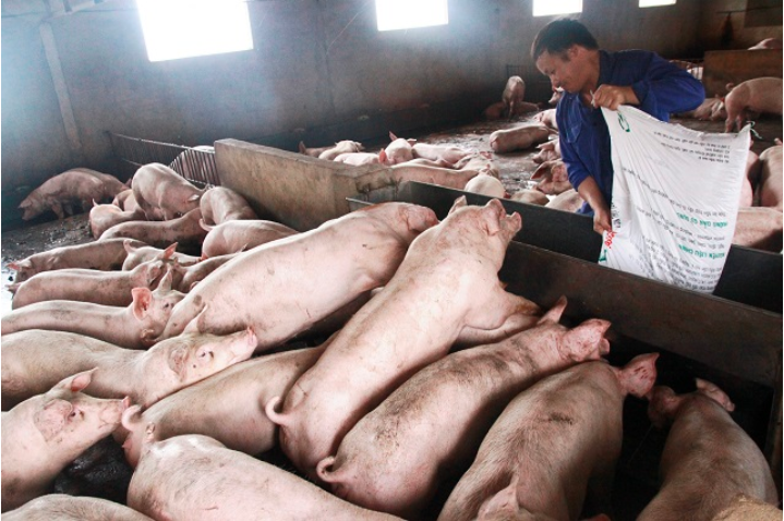 Giá lợn hôm nay 10/9 duy trì ổn định ở hầu hết các địa phương