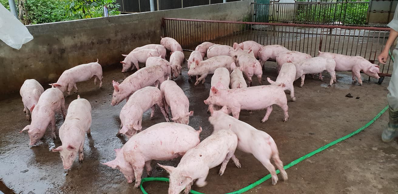 Giá lợn hơi hôm nay 1/9 đồng loạt chững lại trên cả nước