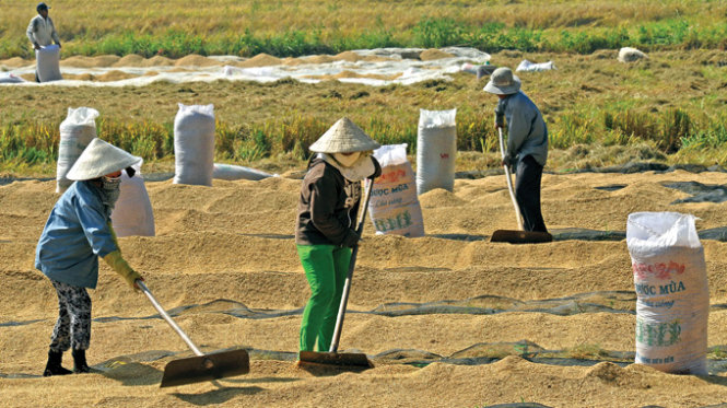 Giá lúa gạo hôm nay 10/9 ghi nhận giá gạo biến động nhẹ