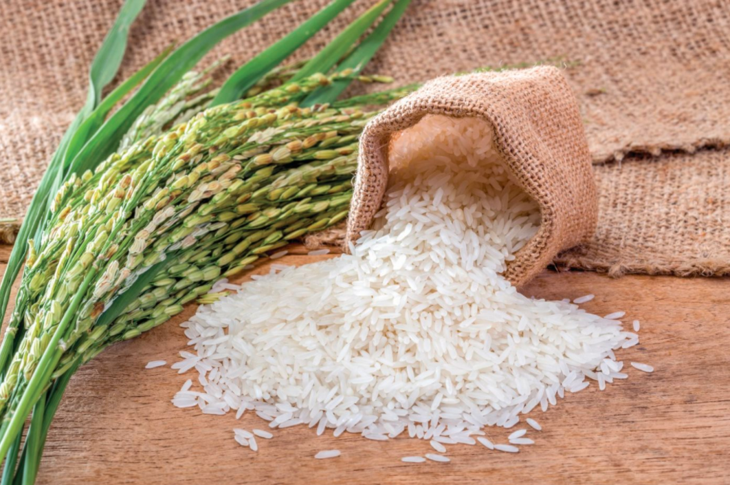 Giá lúa Hè Thu và giá gạo hôm nay 17/9 duy trì ổn định
