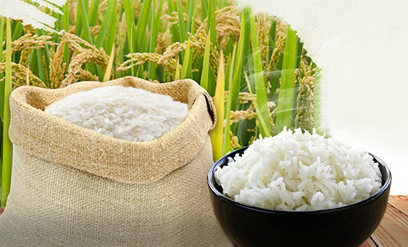 Giá lúa gạo hôm nay 20/9 duy trì ổn định